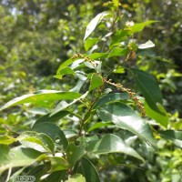 <i>Croton klotzschianus</i>  (Wight) Thwaites